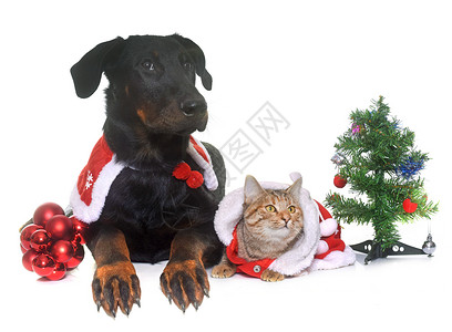 猫 狗和圣诞节牧羊犬小狗猫科黑色奇装异服帽子虎斑动物工作室背景图片
