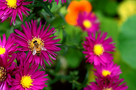 收集蜜蜂从收集蜜蜜蜜和花粉高清图片