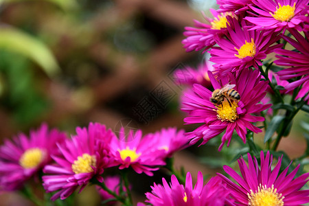 蜜蜂从粉红色的麦可玛花蜜中采摘花粉和花蜜高清图片