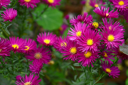 花仙子黄歆苑配有紫红花瓣和黄环的麦可马蜂菊群背景