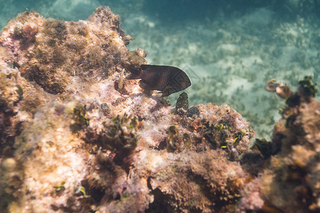 浪琴珊瑚礁中的长鳍自大背景
