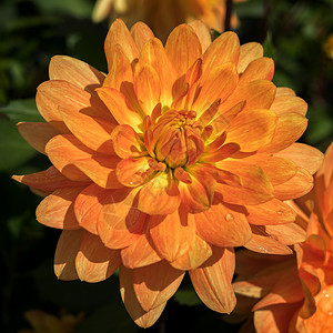 橙色的花朵花瓣展示历史橙子花园植物群植物大丽花植物学背景图片