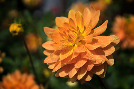 橙色的植物群花园花朵大丽花历史园艺橙子展示叶子花瓣背景图片