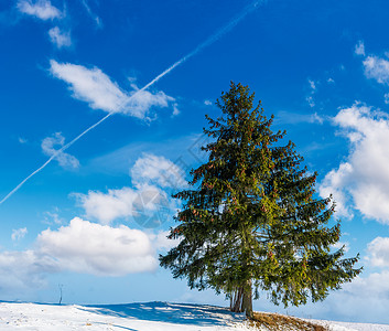 冬天天气好 山坡上种树背景图片