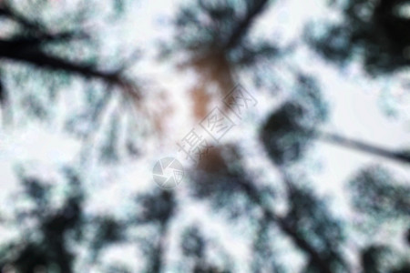 用模糊的图像刺树高清图片