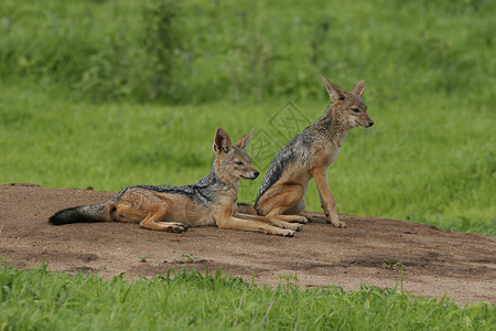 赛博狼危险野狗 危险的哺乳动物 非洲草原肯尼亚猎人动物荒野犬类棕色野生动物成人游戏耳朵公园背景