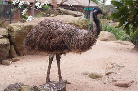德罗梅乌斯动物园的Emu公园羽毛农场吸引力荒野爪子野生动物脖子鸵鸟动物背景