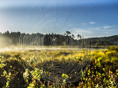 蜘蛛网太阳阳光冒险网络光束蜘蛛高清图片