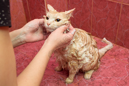 一只成年猫在浴室洗澡 痒痒的子宫颈给猫止痛高清图片