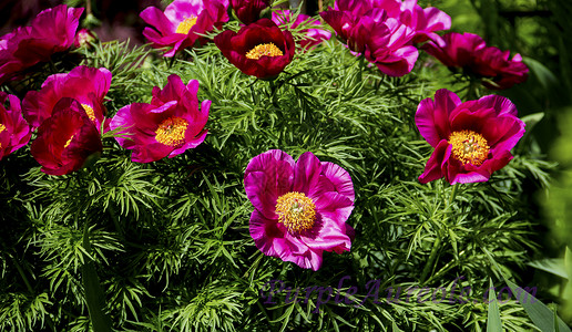 红花花公园植物背景图片