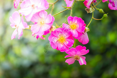花园里的玫瑰花日光树叶玫瑰花瓣绿色情人粉色植物群背景图片