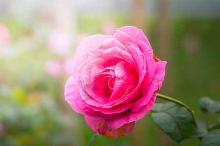 花园里的玫瑰花绿色花瓣玫瑰日光植物群情人树叶粉色背景图片