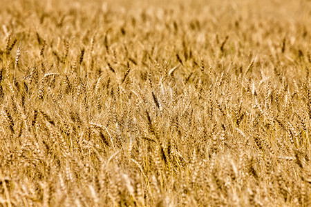 加拿大重麦萨斯喀彻温省草原收成农业农场小麦乡村背景图片