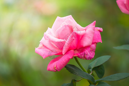 花园里的玫瑰花情人树叶花瓣粉色玫瑰绿色日光植物群背景图片