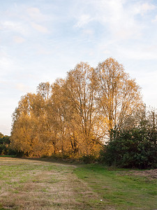 高树的秋天横排金黄色 美丽的自然白色晴天太阳小路阳光季节风景叶子场景环境公园背景图片