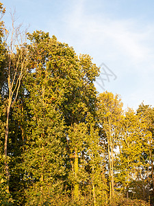 蓝色背景性质 软光绿色l度 1度农村木头场地场景季节叶子风景土地植物太阳背景图片