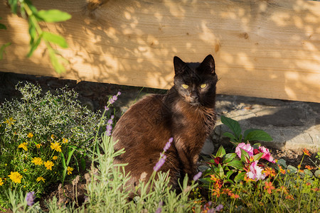 花园里黑猫猫坐在花园中央的花园里 满是鲜花背景