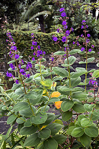 乌维拉植物学花园高清图片