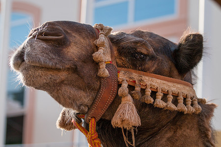 中世纪节的骆驼头宠物棕色旅游节日银子哺乳动物村庄沙漠运输旅行背景