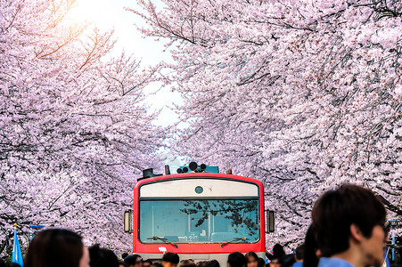 樱花巴士樱花或樱花 还有秋天在南韩金海城市旅行铁路曲目季节运输旅游车站植物群天线背景