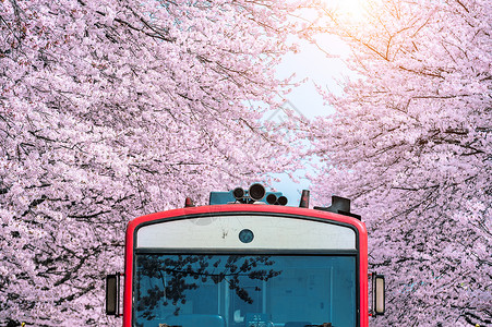 樱花巴士樱花或樱花 还有秋天在南韩金海车站城市节日曲目铁路旅游运输天线季节花园背景