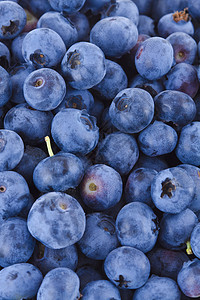 蓝莓背景背景水果食物沙漠浆果宏观背景图片