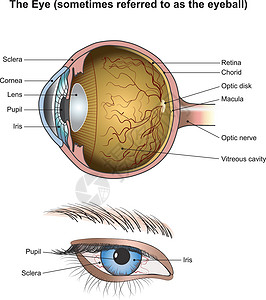 眼睛 插图解剖高清图片