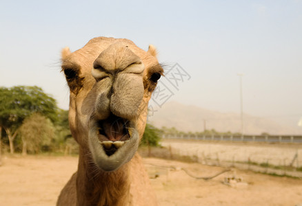 滑稽骆驼头的肖像 阿联酋沙迦高清图片