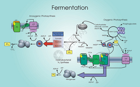 电路与分子结构发酵结构插画
