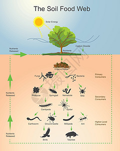 鳖土壤食物网 图表矢量插画