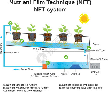 营养胶片技术是一种水栽法技术 教育内容f组织水培树干植物管道生长菜园维生素食物土壤背景图片