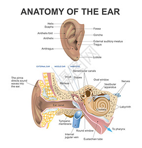 咽鼓管耳朵的解剖学设计图片