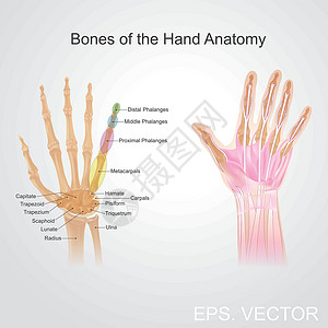 手腕骨骼手解剖的骨头插画