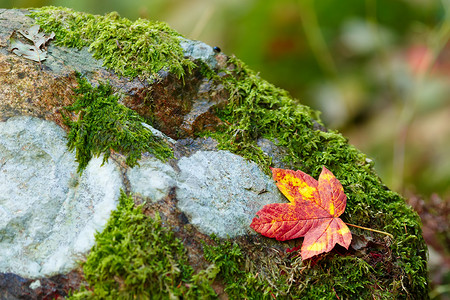 秋绿叶的构成生活树叶红色季节石头苔藓叶子植物黄色艺术背景图片