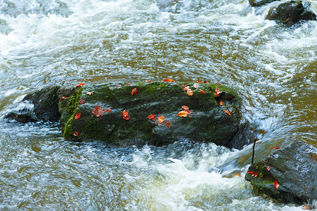 秋绿叶的构成黄色植物树叶季节艺术红色季节性石头生活叶子背景图片