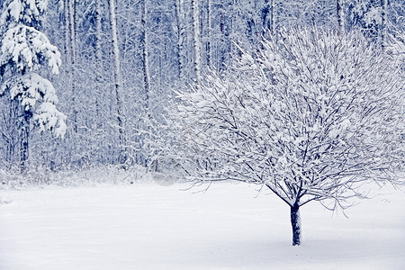 雪中冬季公园风景森林白色背景图片