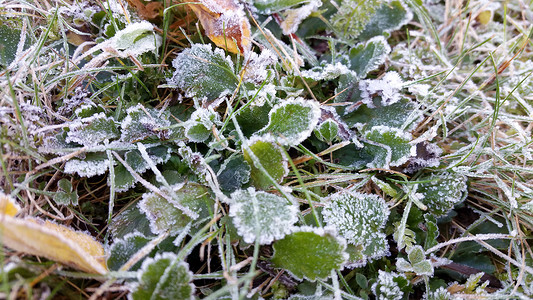 晨雪树叶和草地上的晨霜 秋霜背景