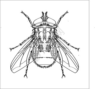 一只苍蝇苍蝇线绘图 - 简单线矢量设计图片