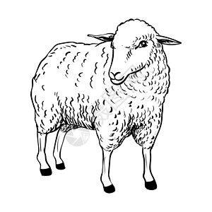 家养白色羊羊的插图-它制作图案矢量插画