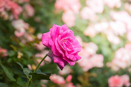 花园里的玫瑰花绿色玫瑰花瓣植物群粉色情人日光树叶背景图片