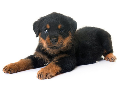 罗兹狗演播室里的小小狗罗维勒动物工作室宠物黑色背景