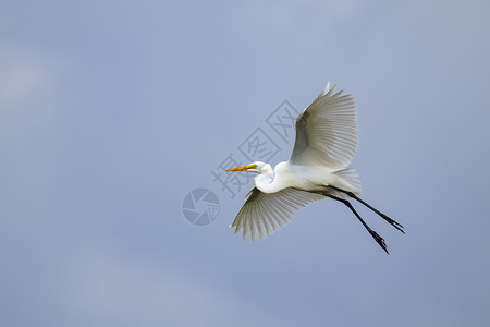 白色埃格雷特在天空中飞翔的图像 动物 白鸟高清图片