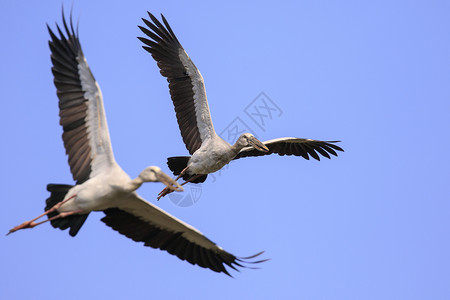 亚洲开放书刊的图像野生动物脖子航班荒野翅膀空气动物群飞行场地鸟类背景图片