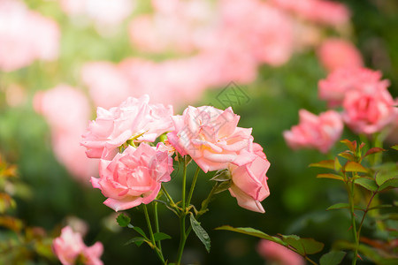 花园里的玫瑰花绿色情人树叶日光植物群玫瑰粉色花瓣背景图片