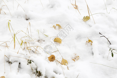 背景图像 第一场雪 参考图片背景图片