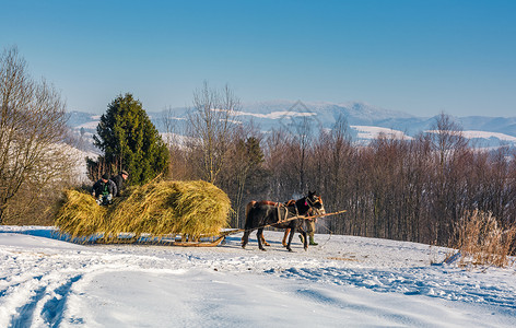 雪橇三傻三 冬季山区农村地区交通流量的变化情况爬坡山脊马匹年度干草大车国家运输小路车载背景