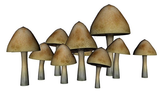 普通蘑菇  3D rende荒野伞菌菌类植物白色季节森林插图危险背景图片