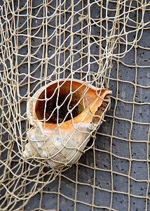 渔网中的基因壳 照片贝壳旅行棕色背景图片