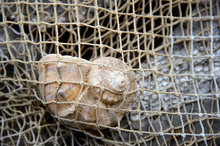 渔网中的基因壳 照片贝壳旅行水平棕色背景图片