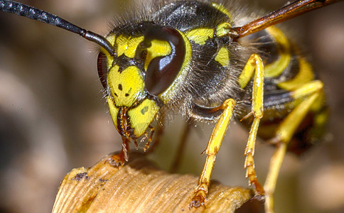 纸黄蜂昆虫黄蜂的头部危险蜂巢蜜蜂夹克害虫显微镜控制蜂窝荒野果汁背景
